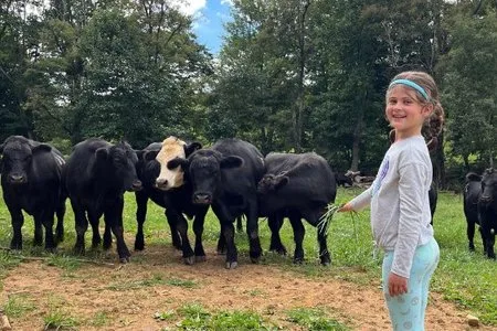A child feeding cows during a farm tour at Shipley Farms
