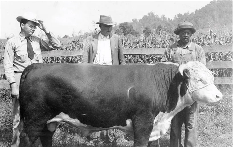 W.E. Shipley, far left, with colleagues and a prize Hereford bull, establishing the family's reputation as cattle breeders