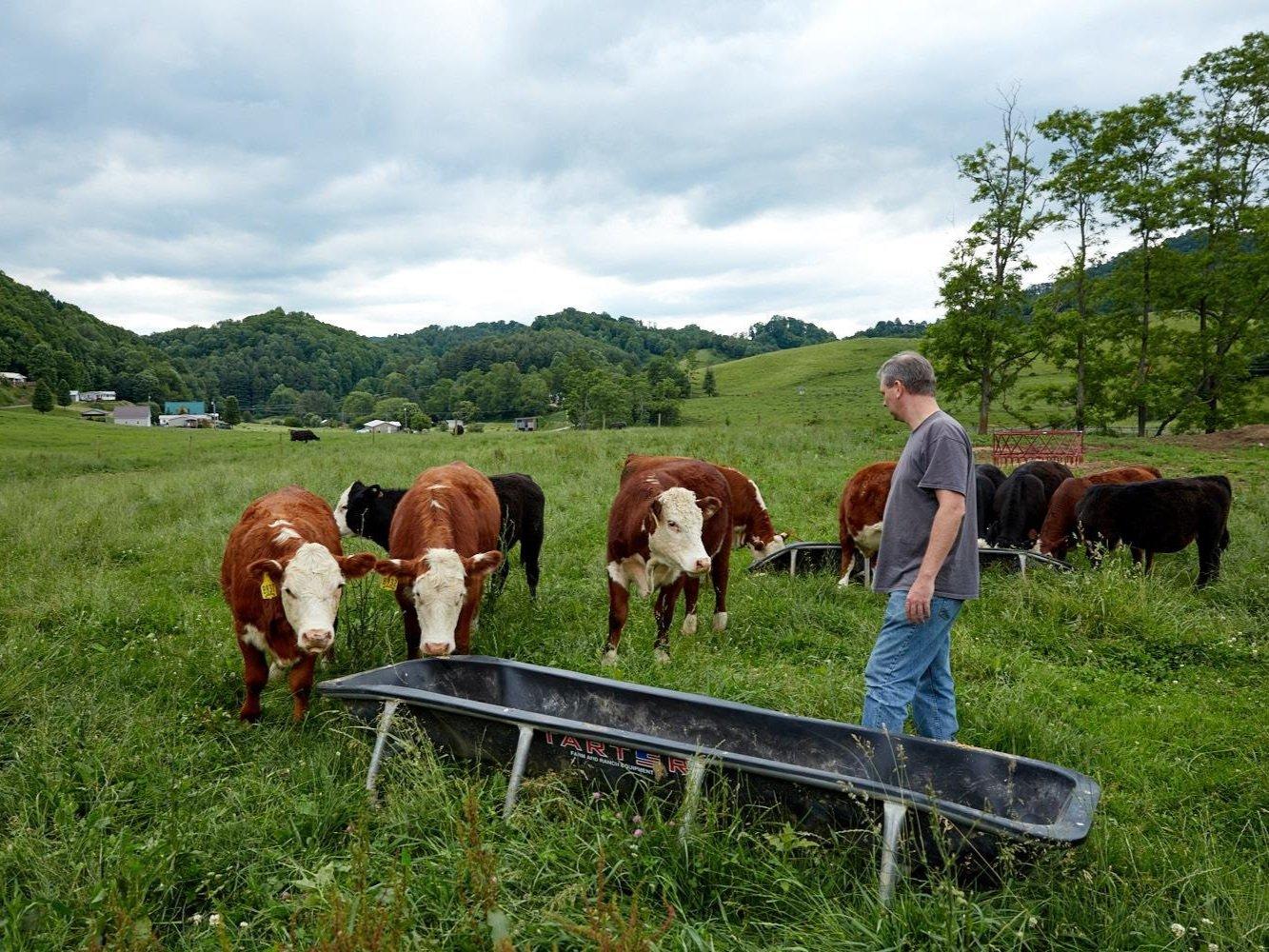 Cattle at feeding time on the Shipley Farms pasture during a farm tour
