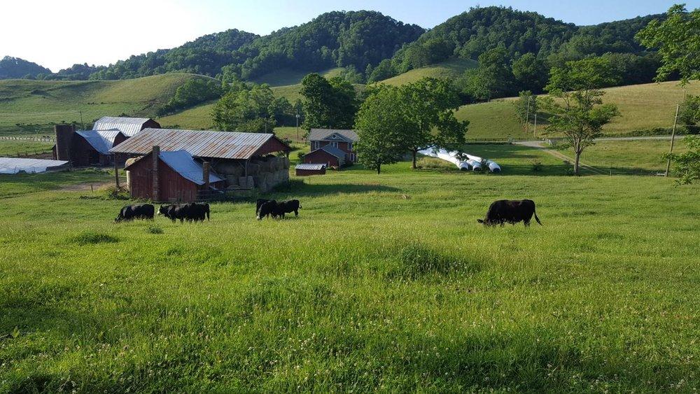 Cattle grazing on lush green pastures with the farm barn in the background