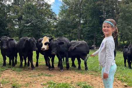 A child feeding cows during a farm tour at Shipley Farms